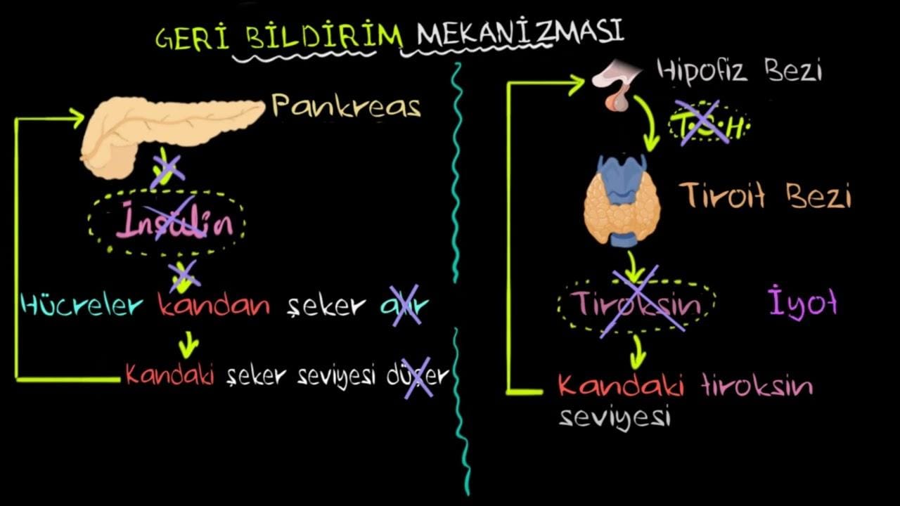 Etkili Bir Kaynak Prosedürü için Geri Bildirim Mekanizmaları